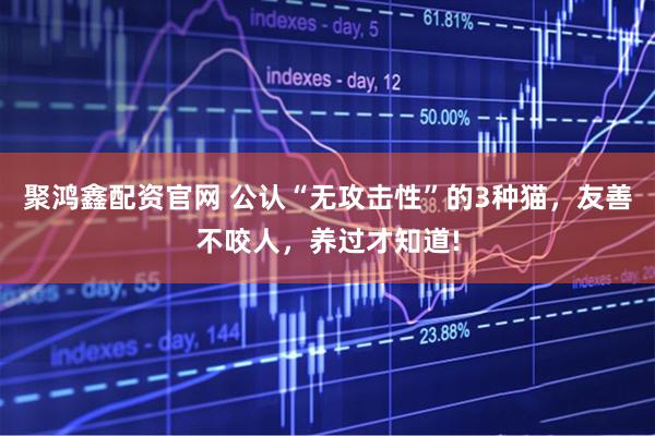 聚鸿鑫配资官网 公认“无攻击性”的3种猫，友善不咬人，养过才知道!