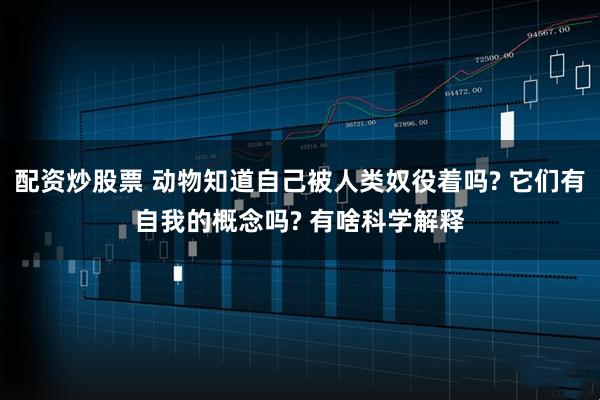 配资炒股票 动物知道自己被人类奴役着吗? 它们有自我的概念吗? 有啥科学解释